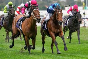 Alfa Oro, Flemington 2020 Alfa Oro, Flemington 2020